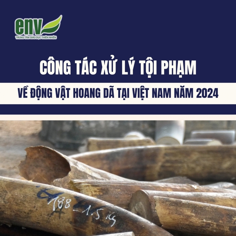3,27 năm - Mức án tù trung bình đối với tội phạm về động vật hoang dã năm 2024