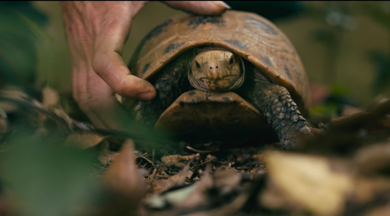 MUA RÙA NUÔI TỘI ÁC