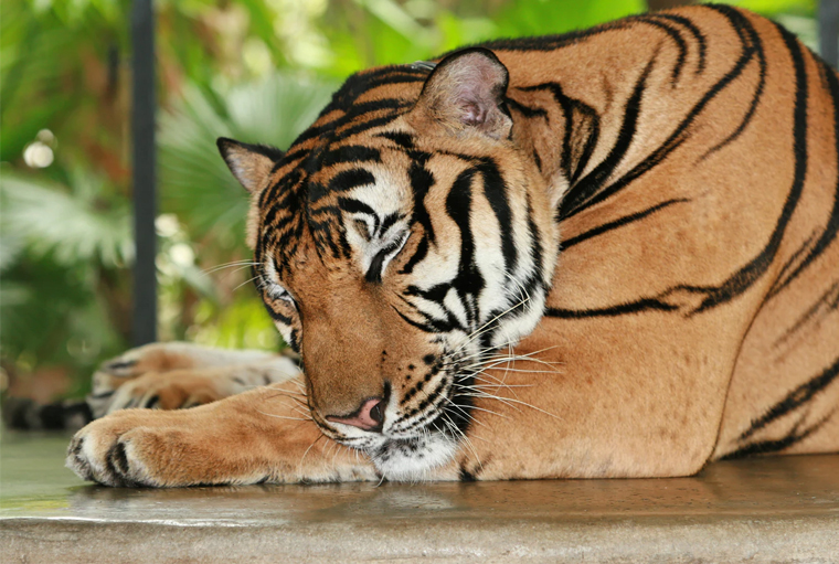 Tiger Protection Campaign