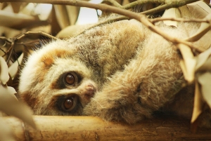 CÁI GIÁ CỦA NIỀM VUI