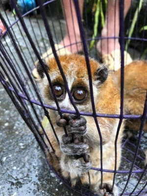 CU LI ĐÃ TRẢI QUA NHỮNG GÌ?