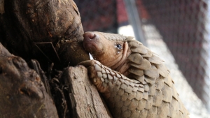 NƯỚC MẮT CỦA TÊ TÊ