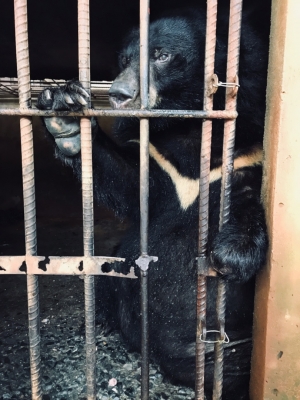 Trong mắt em, gấu lúc nào cũng đẹp, nhưng gấu đẹp nhất là lúc được tự do