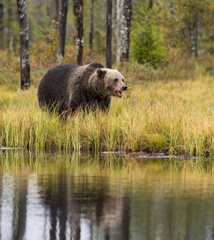 Documentation format species