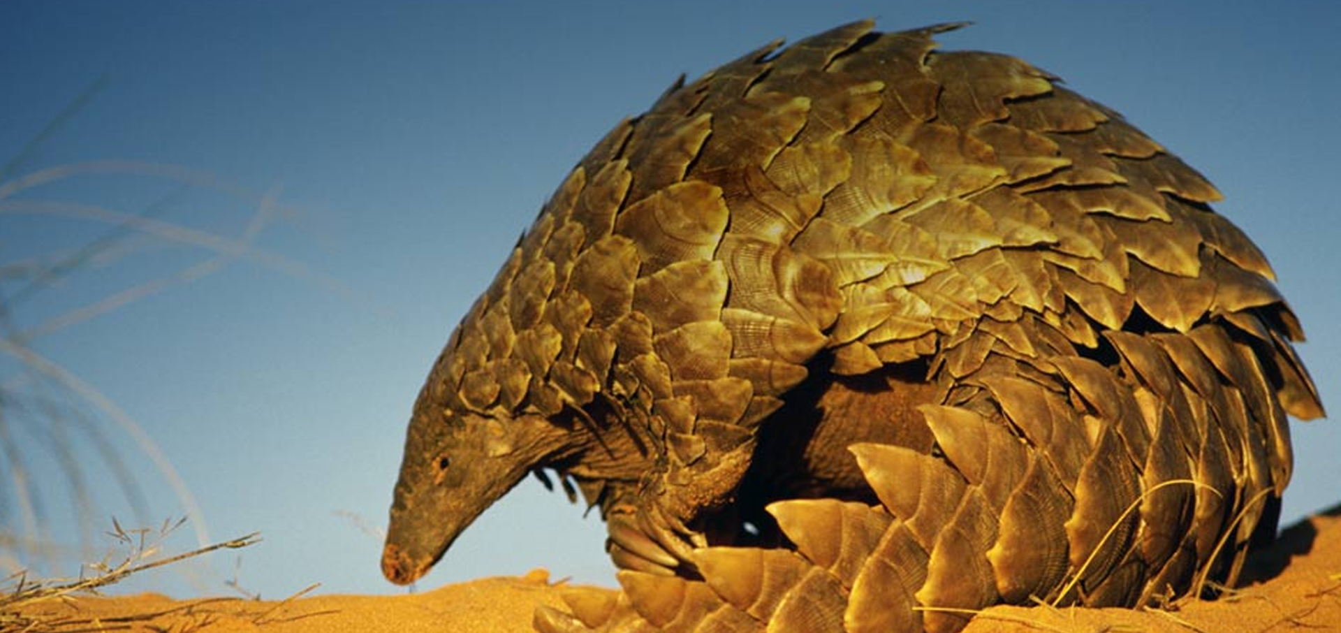 Research reports, analysis