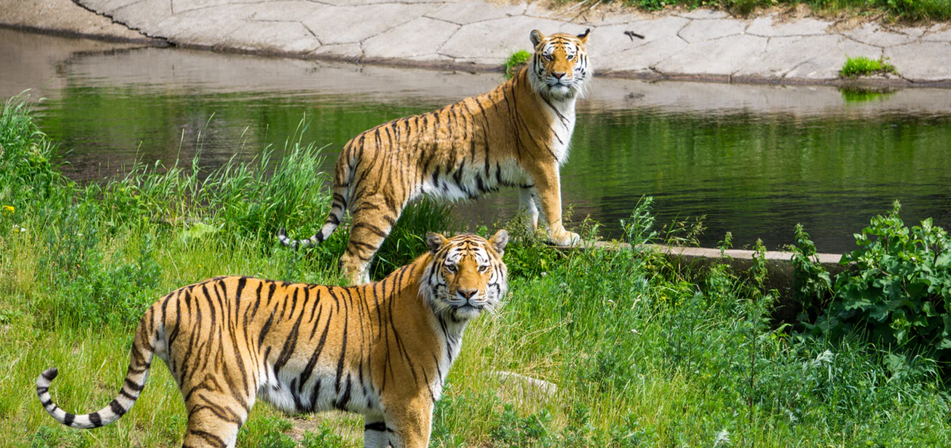 Tiger Protection Campaign