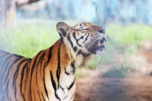 TÔI ĐÃ BIẾT SỢ CÔ ĐỘC