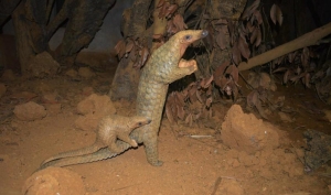 Con đường tê tê trở thành hàng xa xỉ