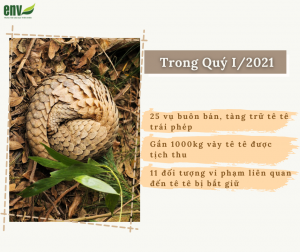 25 vụ buôn bán và tàng trữ tê tê trái phép bị phát hiện trong quý 1/2021
