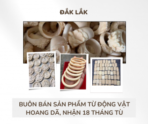 Đắk Lắk: Bản án 18 tháng tù cho hành vi buôn bán sản phẩm từ động vật hoang dã