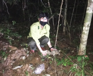 Tái thả 83 cá thể động vật hoang dã về tự nhiên