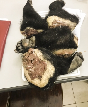 Hà Nội: 12 tháng tù cho đối tượng vận chuyển chi gấu