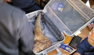 ĐỀ NGHỊ XỬ PHẠT NGHIÊM KHẮC ĐỐI TƯỢNG NGƯỜI NGHỆ AN CẦM ĐẦU ĐƯỜNG DÂY BUÔN BÁN ĐỘNG VẬT HOANG DÃ XUYÊN QUỐC GIA