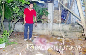 THÁI NGUYÊN: ÁN TÙ DÀNH CHO NHÓM ĐỐI TƯỢNG TÀNG TRỮ VÀ GIẾT HỔ NẤU CAO