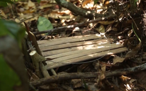 Bẫy thú đang khiến các khu rừng Việt Nam trở nên yên lặng