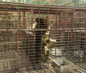 CÁC CHỦ GẤU CHUYỂN GIAO 15 CÁ THỂ GẤU VỀ CÁC TRUNG TÂM CỨU HỘ, GIÚP CHẤM DỨT HOẠT ĐỘNG NUÔI NHỐT GẤU LẤY MẬT