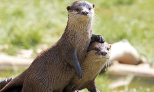 RÁI CÁ CẦN TỰ DO! 