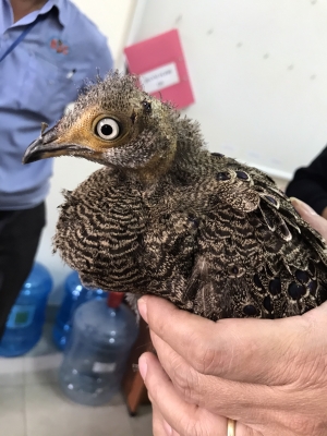 Hà Nội: Lĩnh án 18 tháng tù cho hành vi buôn bán trái phép gà tiền mặt vàng