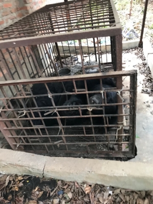 Bẫy dây - nỗi ám ảnh của rừng xanh