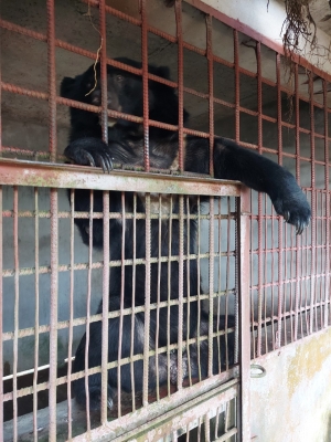 Long An: 3/4 cá thể gấu bị nuôi nhốt cuối cùng đã được chuyển giao tới trung tâm cứu hộ