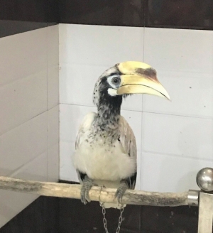 Hải Phòng: Phạt 11 năm tù đối tượng nuôi nhốt số lượng lớn cá thể động vật hoang dã