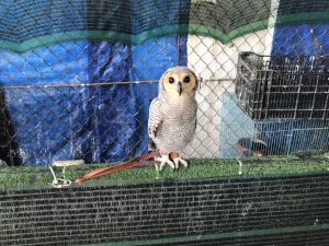 Tây Ninh: Tịch thu 9 cá thể chim hoang dã nuôi nhốt tại nhà riêng