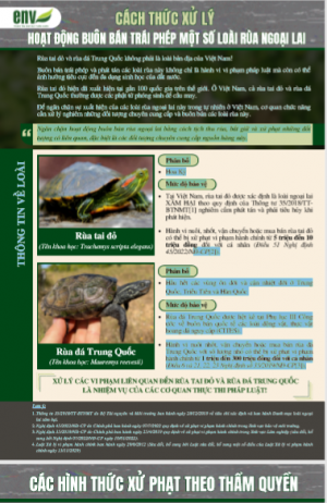 Cách thức xử lý hoạt động buôn bán trái phép một số loài rùa ngoại lai 