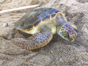 Cà Mau: Xử phạt 18 năm tù giam với 2 đối tượng vận chuyển trái phép rùa biển