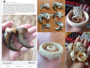 Lâm Đồng: Phạt 15 tháng tù đối tượng chuyên rao bán trang sức từ động vật hoang dã trên Facebook Lâm Đồng: Phạt 15 tháng tù đối tượng chuyên rao bán trang sức từ động vật hoang dã trên Facebook