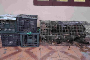 Phát hiện số lượng lớn động vật hoang dã  Phát hiện số lượng lớn động vật hoang dã