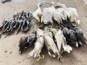 CUỘC CHIẾN BẢO TỒN CÁC LOÀI CHIM HOANG DÃ TẠI VIỆT NAM