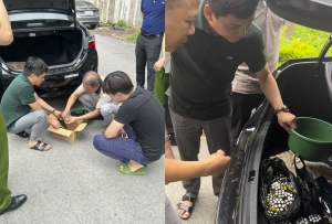 Hà Nội: Thu giữ số lượng mật gấu lớn nhất từ trước đến nay