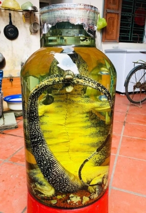 Hình phạt 7 năm tù cho đối tượng nuôi nhốt, buôn bán nhiều động vật hoang dã ở Đắk Lắk