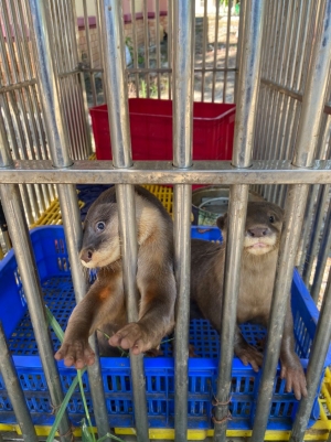 Cứu hộ 477 cá thể động vật hoang dã trong nửa đầu năm 2021