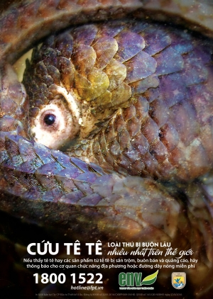 Poster Cứu tê tê