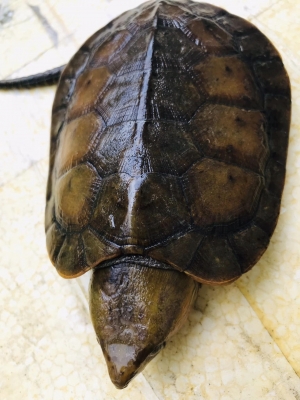 NGHỆ AN: VẬN CHUYỂN, TÀNG TRỮ TRÁI PHÉP RÙA ĐẦU TO, 3 ĐỐI TƯỢNG LĨNH ÁN TỔNG CỘNG HƠN 20 NĂM TÙ GIAM