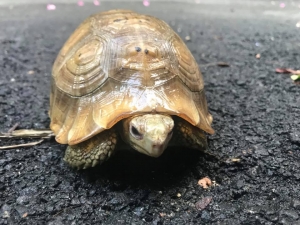 Loài Rùa Nước Ngọt