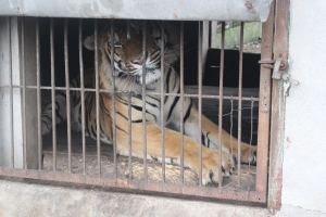 Thái Nguyên: Hộ dân tiến hành bàn giao 6 cá thể hổ cho Nhà nước