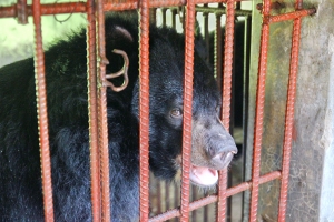  SỰ KIỆN CHẤM DỨT NUÔI NHỐT GẤU TẠI VIỆT NAM – HÀNH TRÌNH SẮP CÁN ĐÍCH