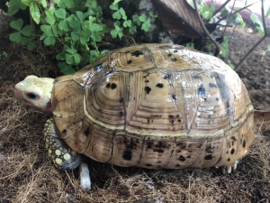 Các bài báo liên quan đến Bán rong rùa trên đường phố