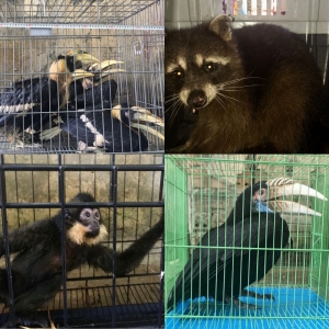 Các tỉnh miền trung tiếp tục đi đầu trong nỗ lực giảm thiểu vi phạm về động vật hoang dã