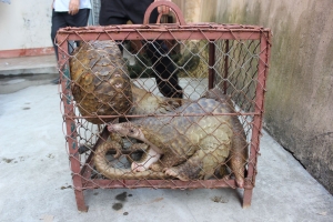 Cảnh báo từ 20 tổ chức bảo tồn động vật hoang dã tại Hội nghị Bộ trưởng Thương mại và Đầu tư G20