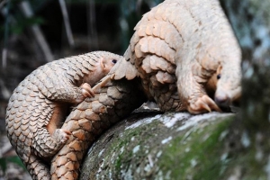 Trung Quốc triệt phá âm mưu buôn bán vảy tê tê trị giá 62 triệu USD