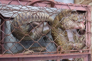 Lâm Đồng: 18 tháng tù cho đối tượng buôn bán trái phép hai cá thể tê tê Java I