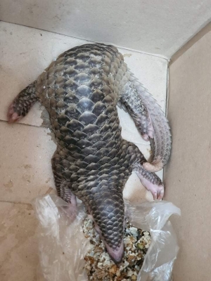 TP.HCM: Bắt quả tang đối tượng vận chuyển trái phép cá thể tê tê