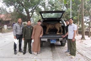 Bắc Giang: Nhà chùa chuyển giao tiêu bản hổ ngày cuối năm