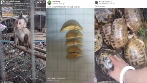 ENV - Bình Thuận: Bắt giữ đối tượng quảng cáo, buôn bán động vật hoang dã chuyên nghiệp trên không gian mạng 