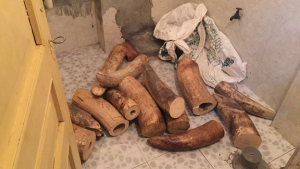 Đề nghị tiêu hủy hàng chục tấn ngà voi, sừng tê giác để phòng ngừa tội phạm