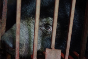 Kỳ vọng giảm dần gấu nuôi nhốt tại Hà Nội