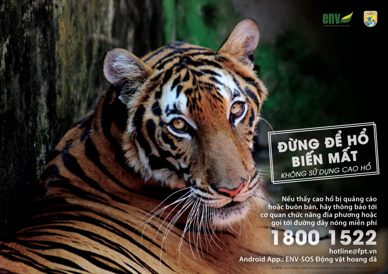 Chiến Dịch Bảo Vệ Hổ